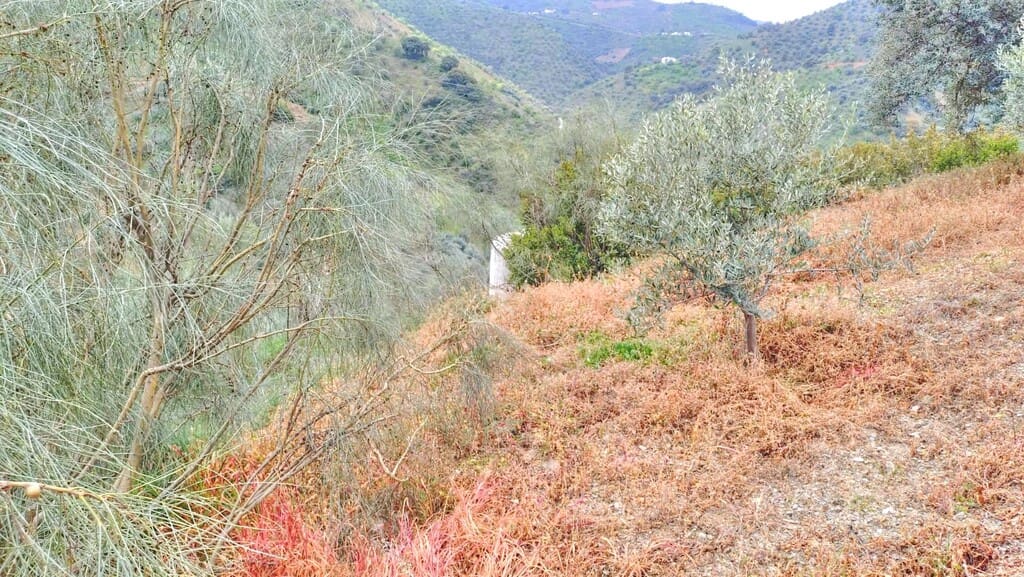 Grunde uden byggetilladelser til salg i Comares - € 25.000 (Ref: 1968384)