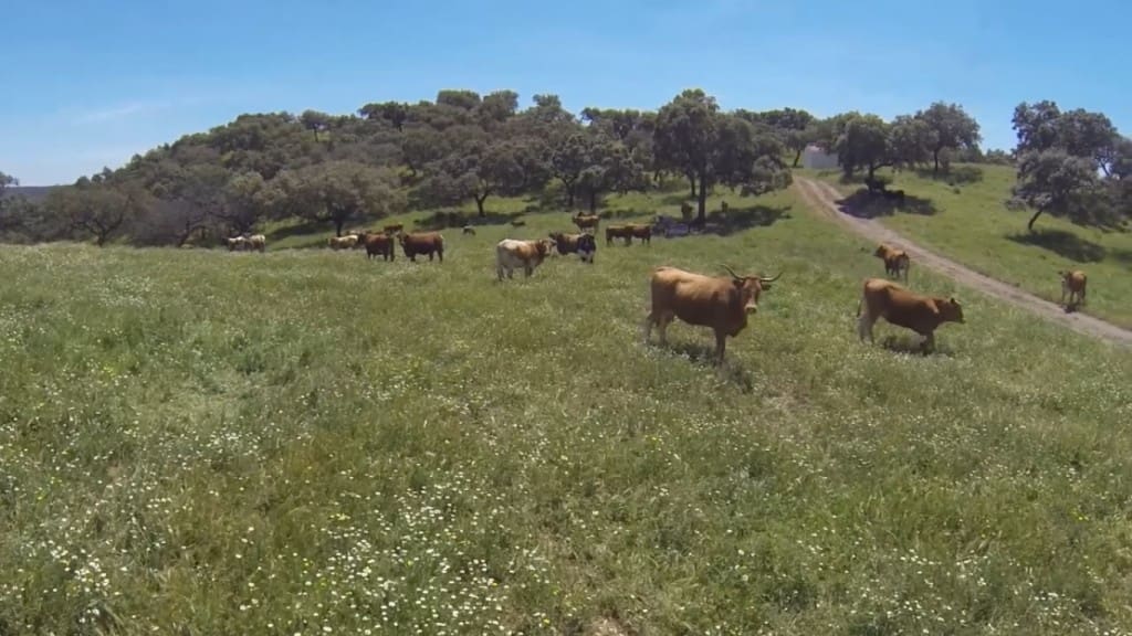 3 soveværelse Finca/Landehus til salg i Cordoba by - € 3.000.000 (Ref: 4700262)