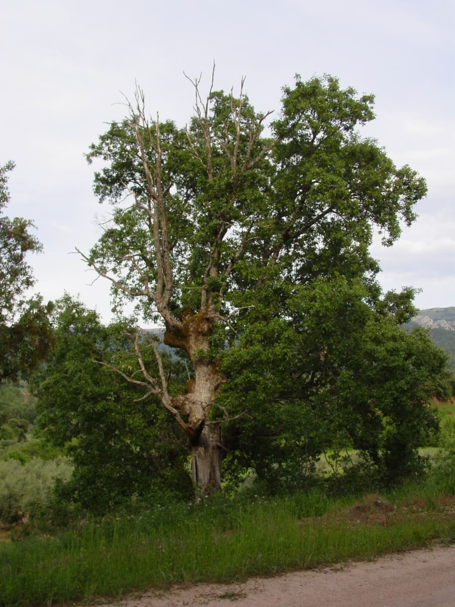 Byggegrund til salg i Albacete by - € 430.000 (Ref: 4816331)