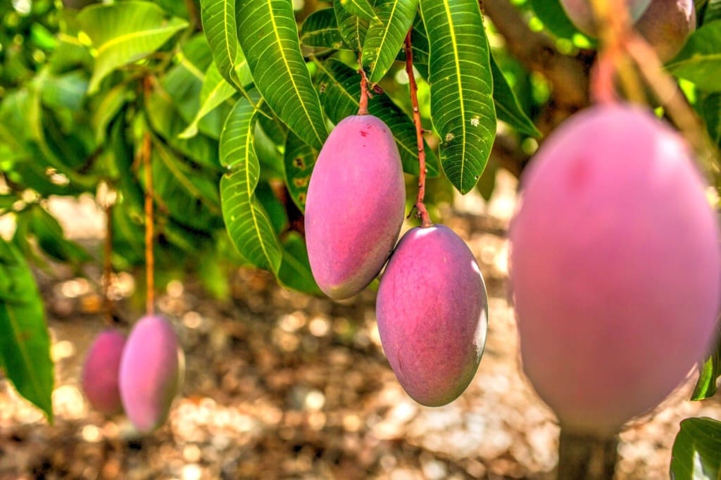 3 soveværelse Finca/Landehus til salg i Benamargosa - € 249.600 (Ref: 5101259)