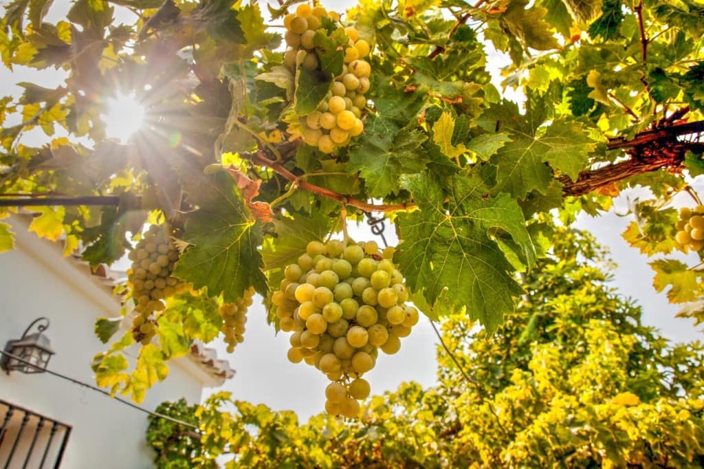 3 soveværelse Finca/Landehus til salg i Benamargosa - € 249.600 (Ref: 5101259)