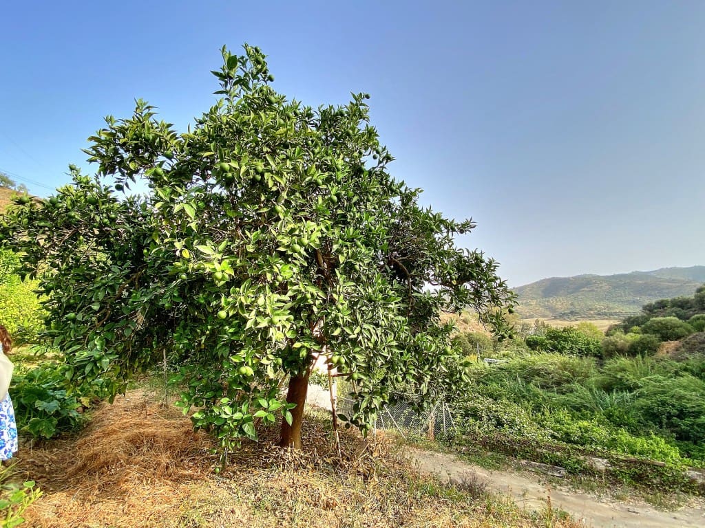 4 sypialnia Finka/Dom wiejski na sprzedaż w Riogordo z basenem garażem - 373 000 € (Ref: 7724637)