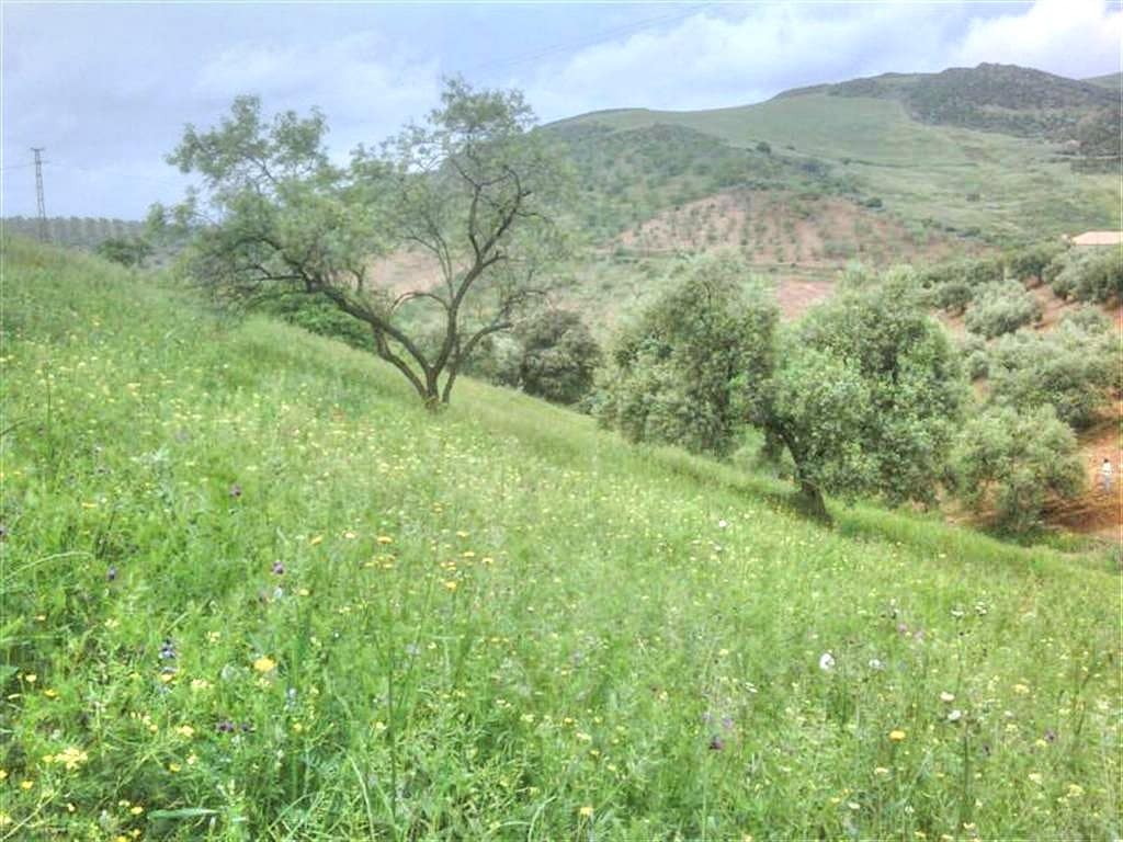 4 soveværelse Finca/Landehus til salg i Antequera - € 295.000 (Ref: 8727393)