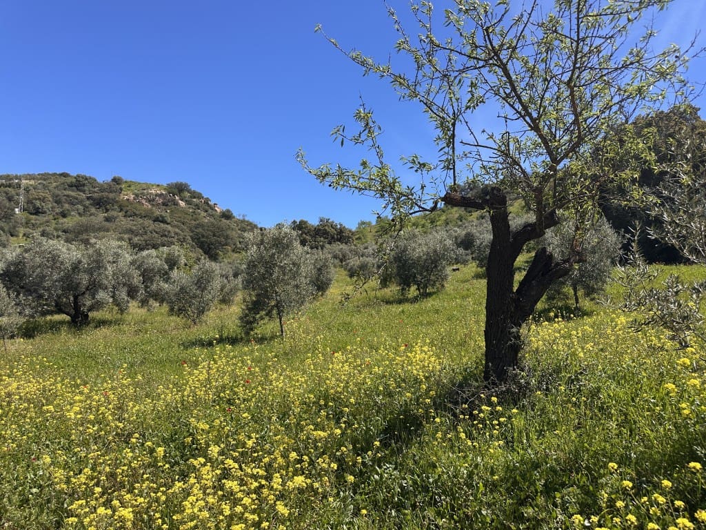 5 sypialnia Finka/Dom wiejski na sprzedaż w Casabermeja - 150 000 € (Ref: 9017370)