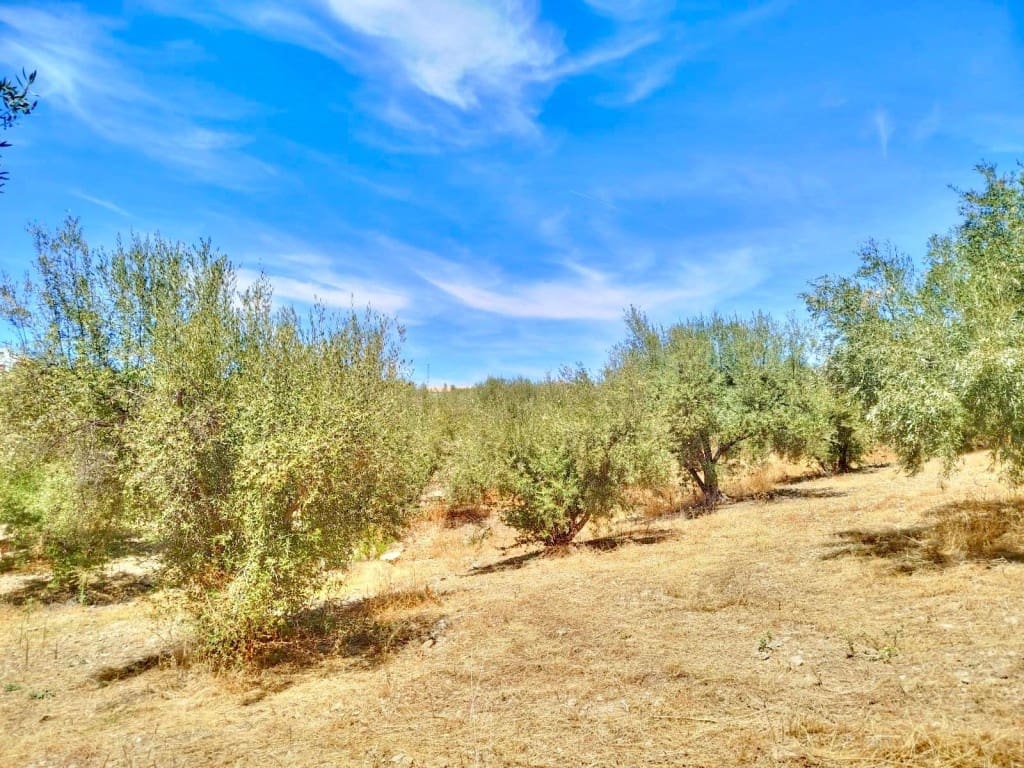 Ubebygd land til salgs i Periana - € 210 000 (Ref: 9197550)