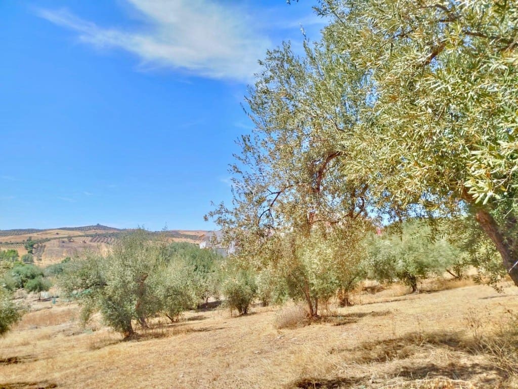 Ubebygd land til salgs i Periana - € 210 000 (Ref: 9197550)
