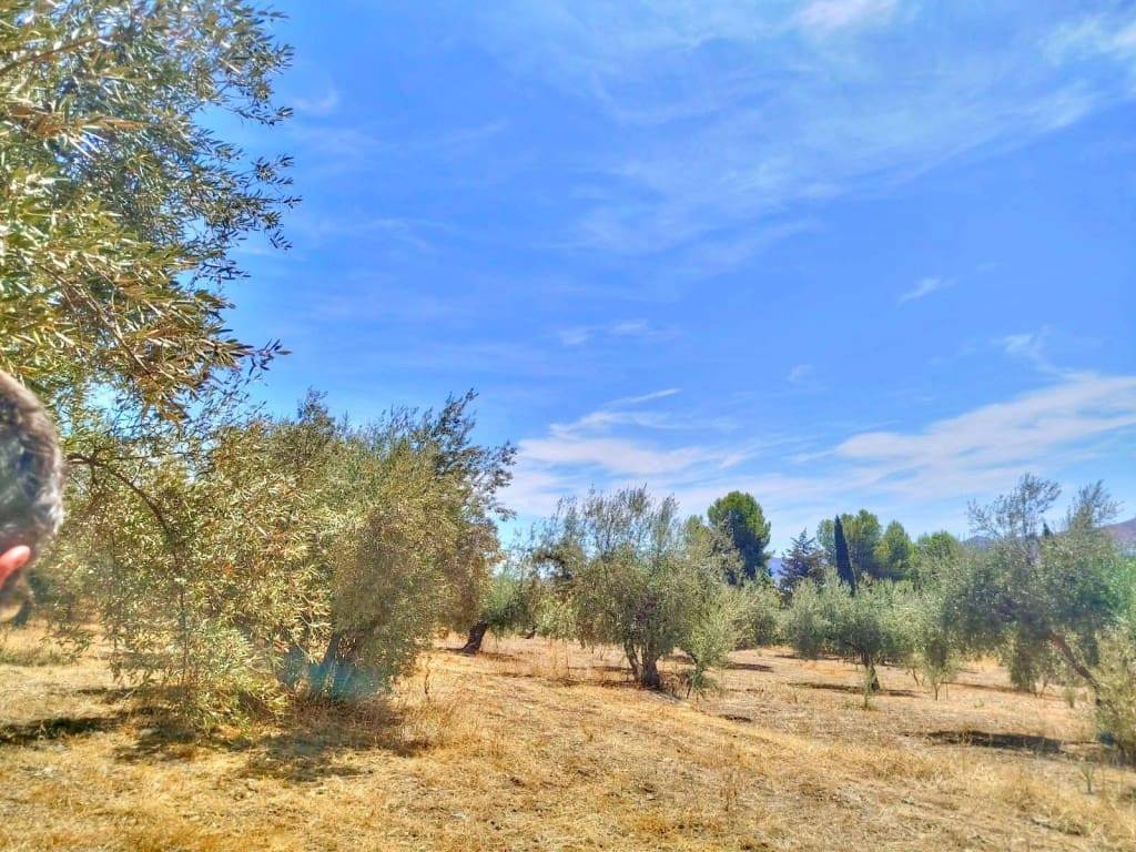 Ubebygd land til salgs i Periana - € 210 000 (Ref: 9197550)