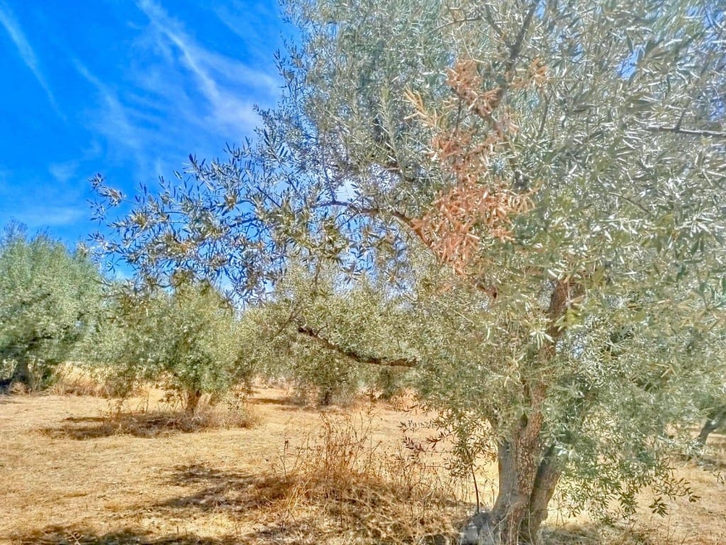 Ubebygd land til salgs i Periana - € 210 000 (Ref: 9197550)