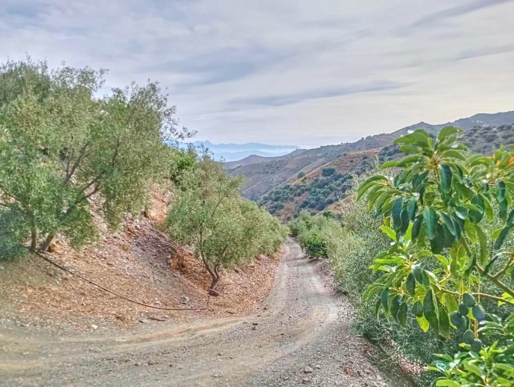 Terre non Aménagée à vendre à El Borge - 300 000 € (Ref: 9374922)