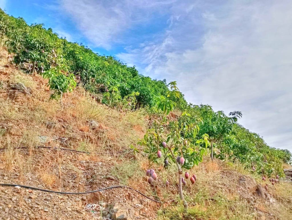 Terre non Aménagée à vendre à El Borge - 300 000 € (Ref: 9374922)