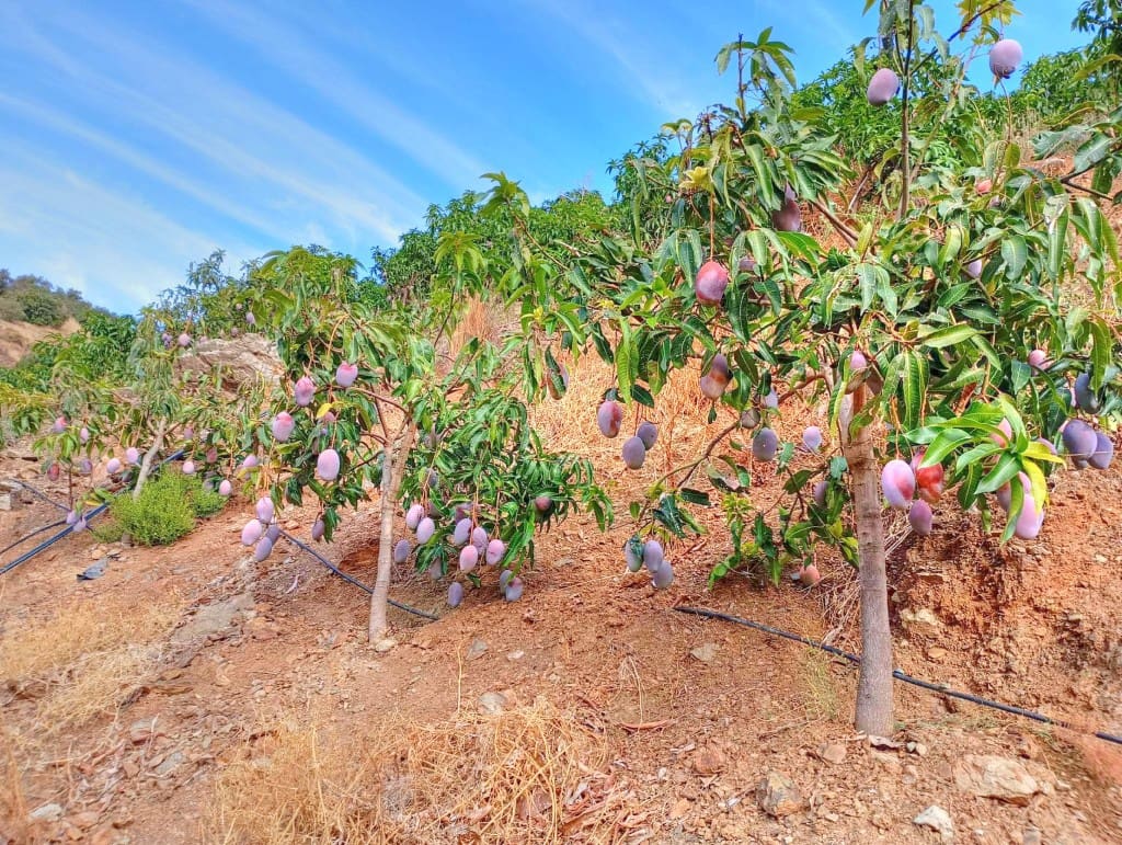 Terre non Aménagée à vendre à El Borge - 300 000 € (Ref: 9374922)
