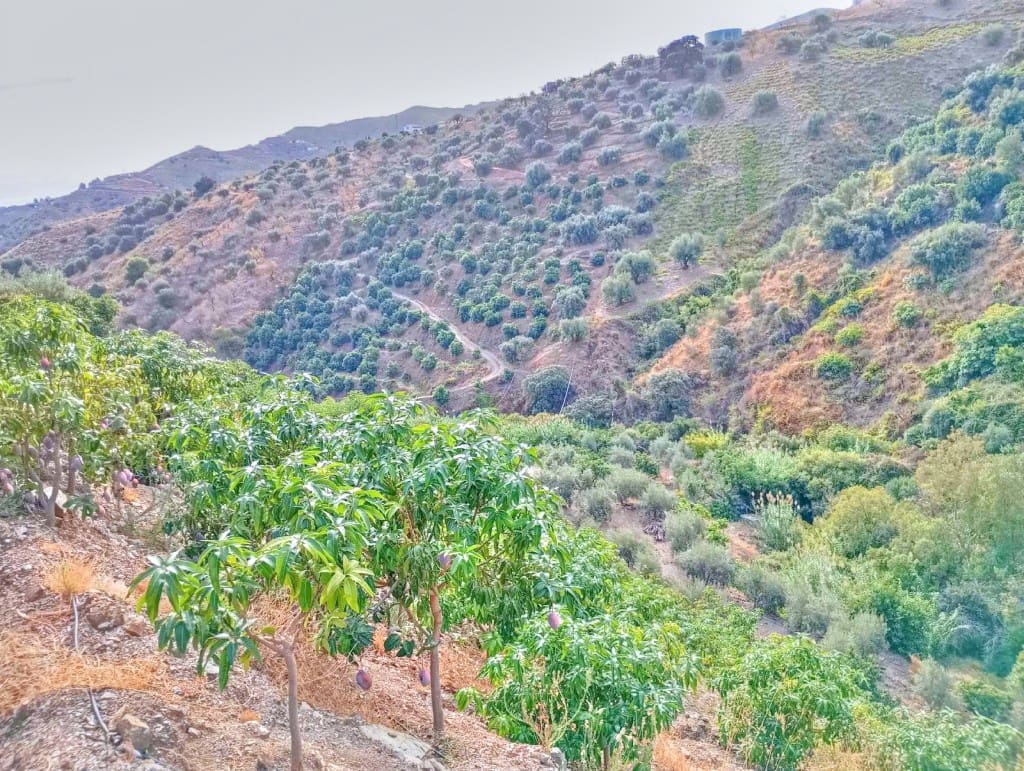 Terre non Aménagée à vendre à El Borge - 300 000 € (Ref: 9374922)