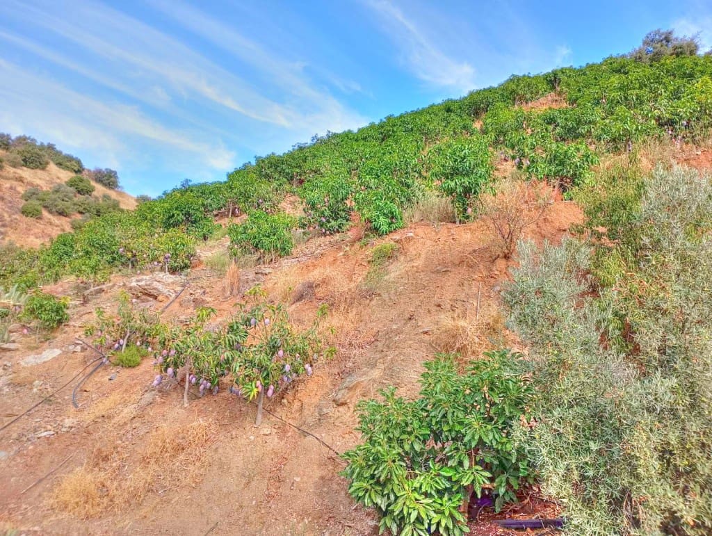 Terre non Aménagée à vendre à El Borge - 300 000 € (Ref: 9374922)