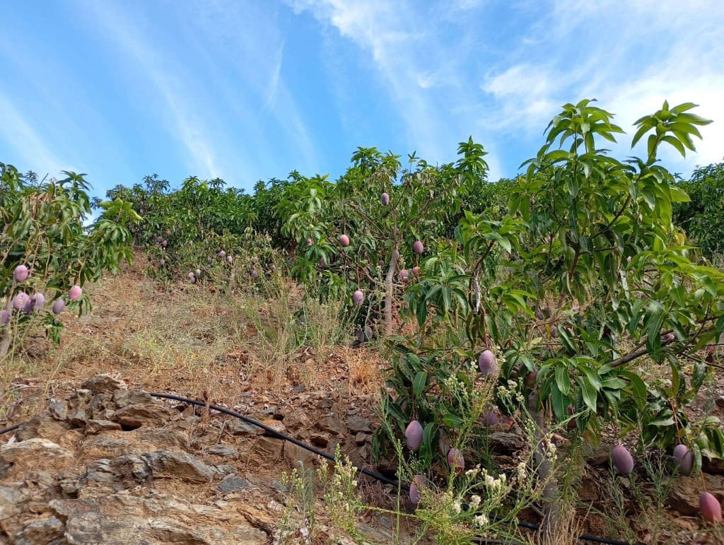 Terre non Aménagée à vendre à El Borge - 300 000 € (Ref: 9374922)