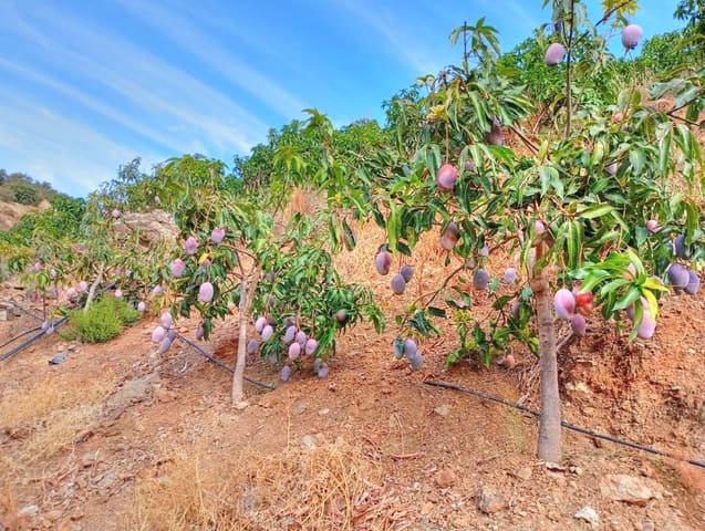 Mark till salu i El Borge - 300 000 € (Ref: 9374922)