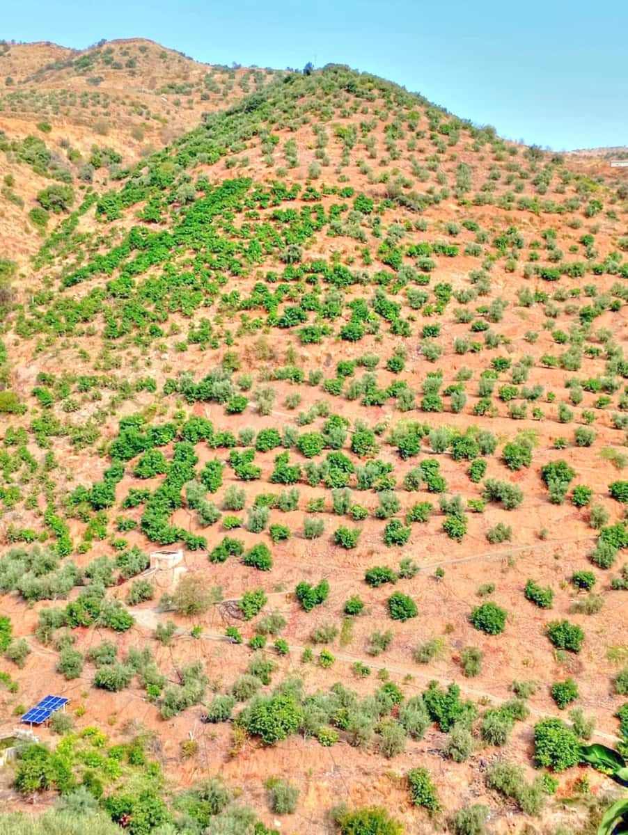 Terre non Aménagée à vendre à El Borge - 300 000 € (Ref: 9374922)