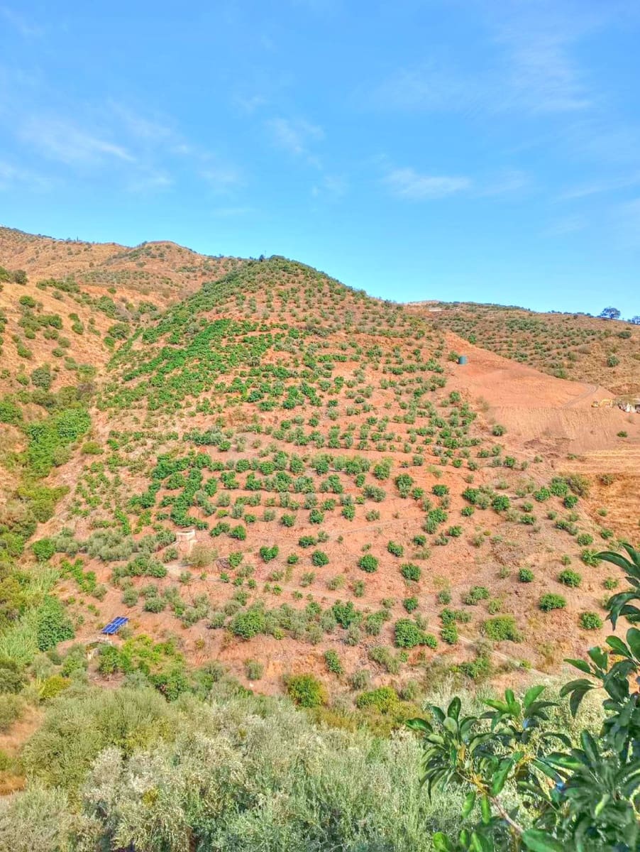 Terre non Aménagée à vendre à El Borge - 300 000 € (Ref: 9374922)
