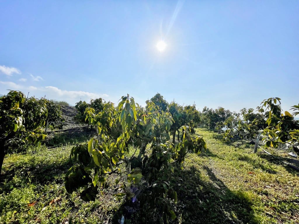 4 camera da letto Finca/Casa di Campagna in vendita in Velez-Malaga - 650.000 € (Rif: 9689966)