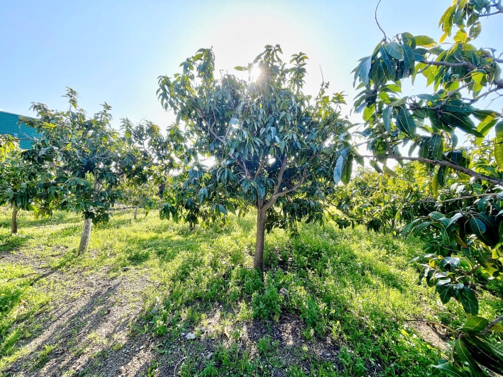 4 camera da letto Finca/Casa di Campagna in vendita in Velez-Malaga - 650.000 € (Rif: 9689966)