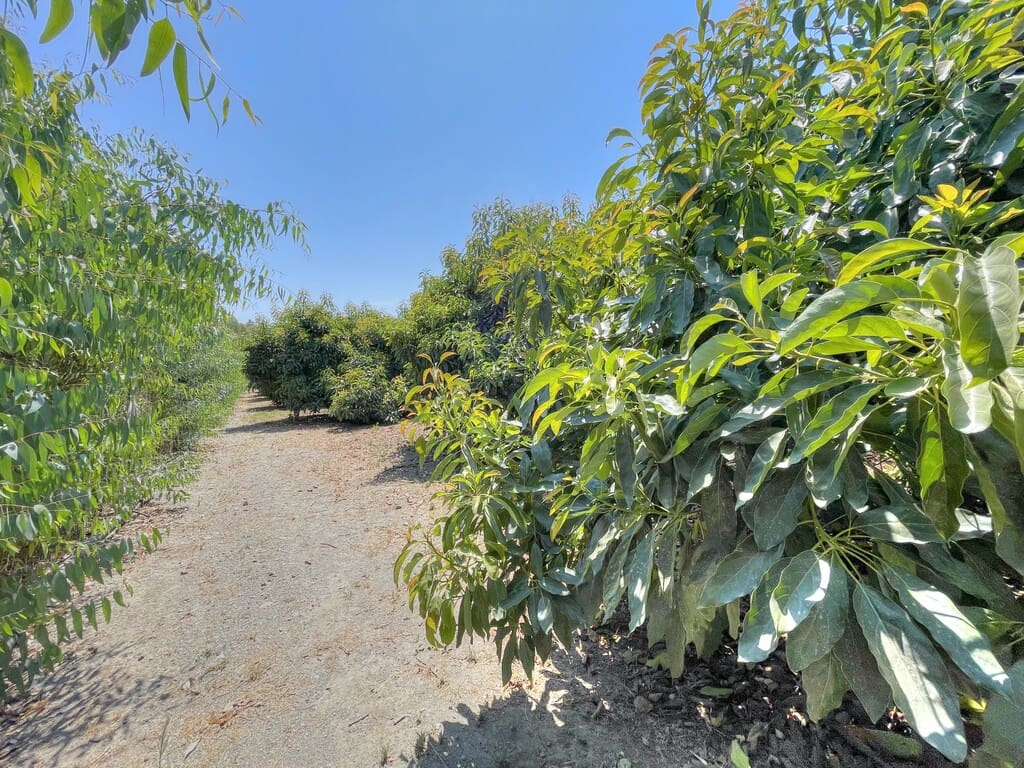 3 slaapkamer Finca/Landhuis te koop in Benamocarra met garage - € 295.000 (Ref: 9959311)
