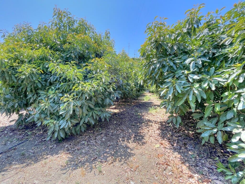 3 slaapkamer Finca/Landhuis te koop in Benamocarra met garage - € 295.000 (Ref: 9959311)