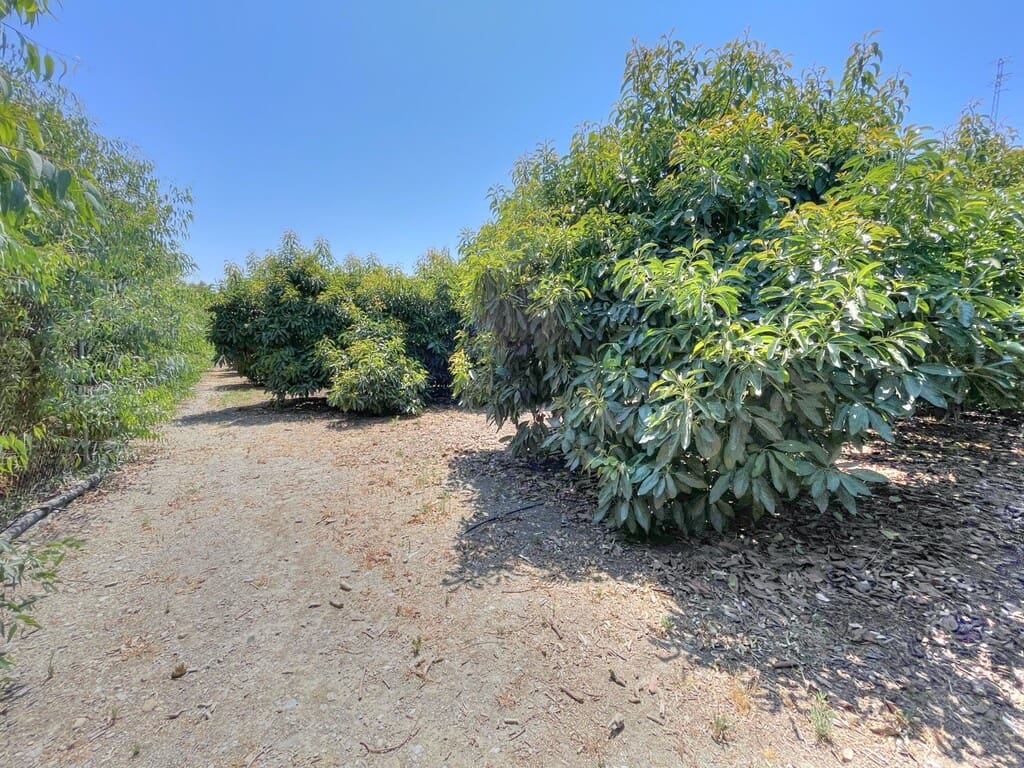 3 slaapkamer Finca/Landhuis te koop in Benamocarra met garage - € 295.000 (Ref: 9959311)