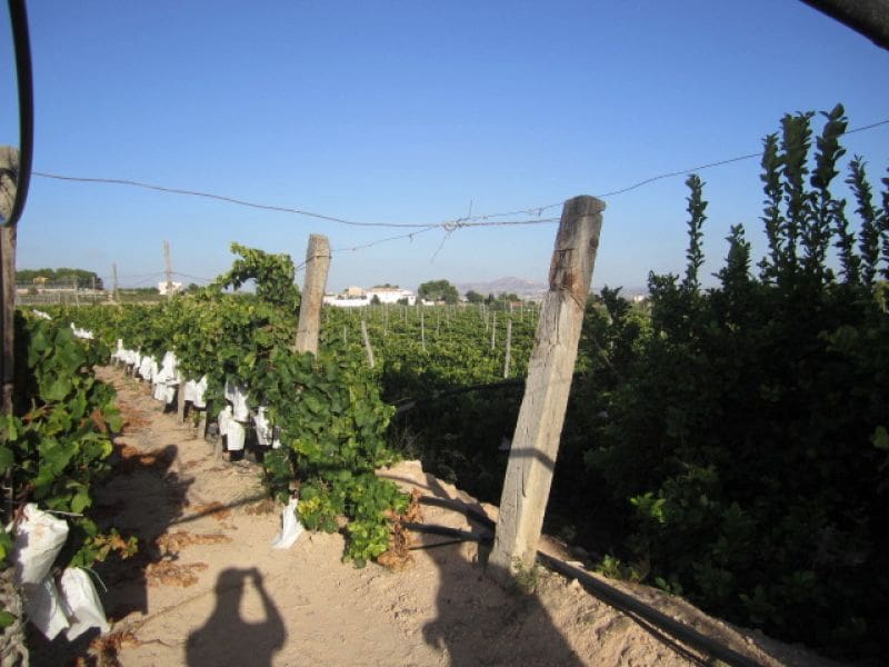 Building Plot for sale in Novelda - € 110,000 (Ref: 10059897)
