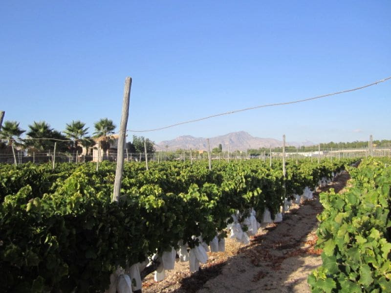 Building Plot for sale in Novelda - € 110,000 (Ref: 10059897)