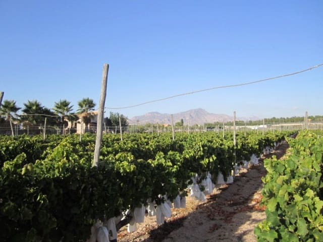 Building Plot for sale in Novelda - € 110,000 (Ref: 10059897)