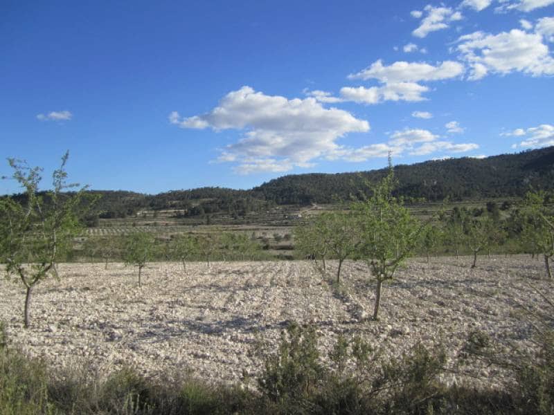 7 bedroom Finca/Country House for sale in Salinas - € 625,000 (Ref: 10060420)