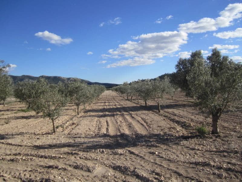7 bedroom Finca/Country House for sale in Salinas - € 625,000 (Ref: 10060420)