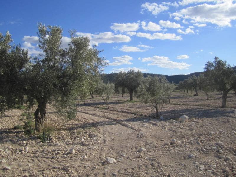 7 bedroom Finca/Country House for sale in Salinas - € 625,000 (Ref: 10060420)