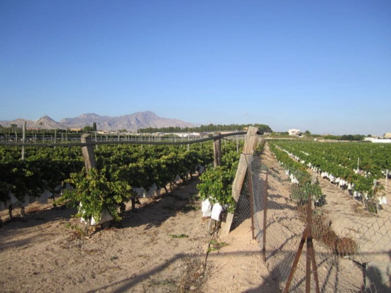 Building Plot for sale in Novelda - € 110,000 (Ref: 10060422)