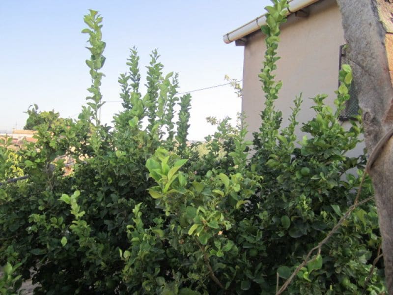 Building Plot for sale in Novelda - € 110,000 (Ref: 10060422)