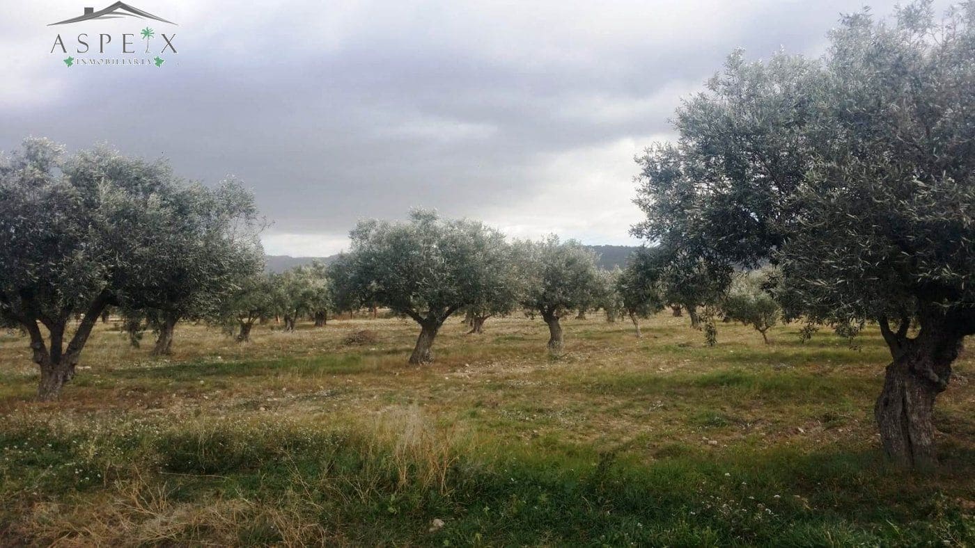Terrain à Bâtir à vendre à Biar - 55 000 € (Ref: 10060429)