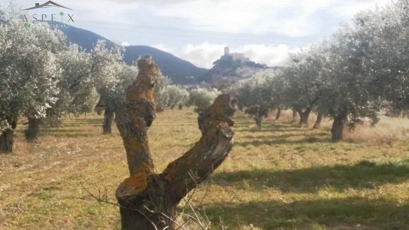 Terrain à Bâtir à vendre à Biar - 55 000 € (Ref: 10060429)
