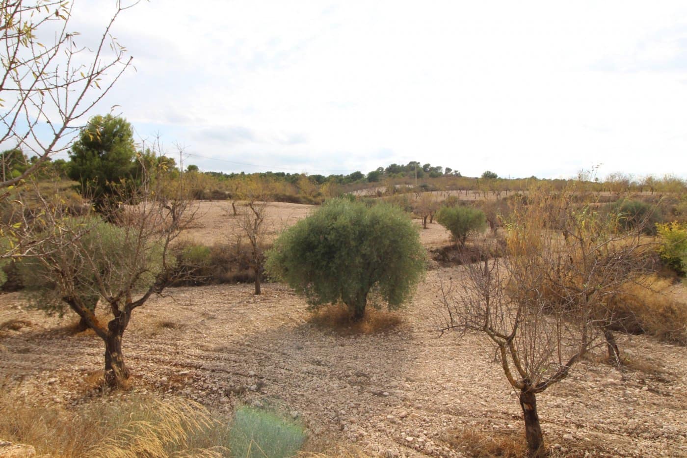 Bauplatz zu verkaufen in Hondon de los Frailes - 36.000 € (Ref: 10060437)