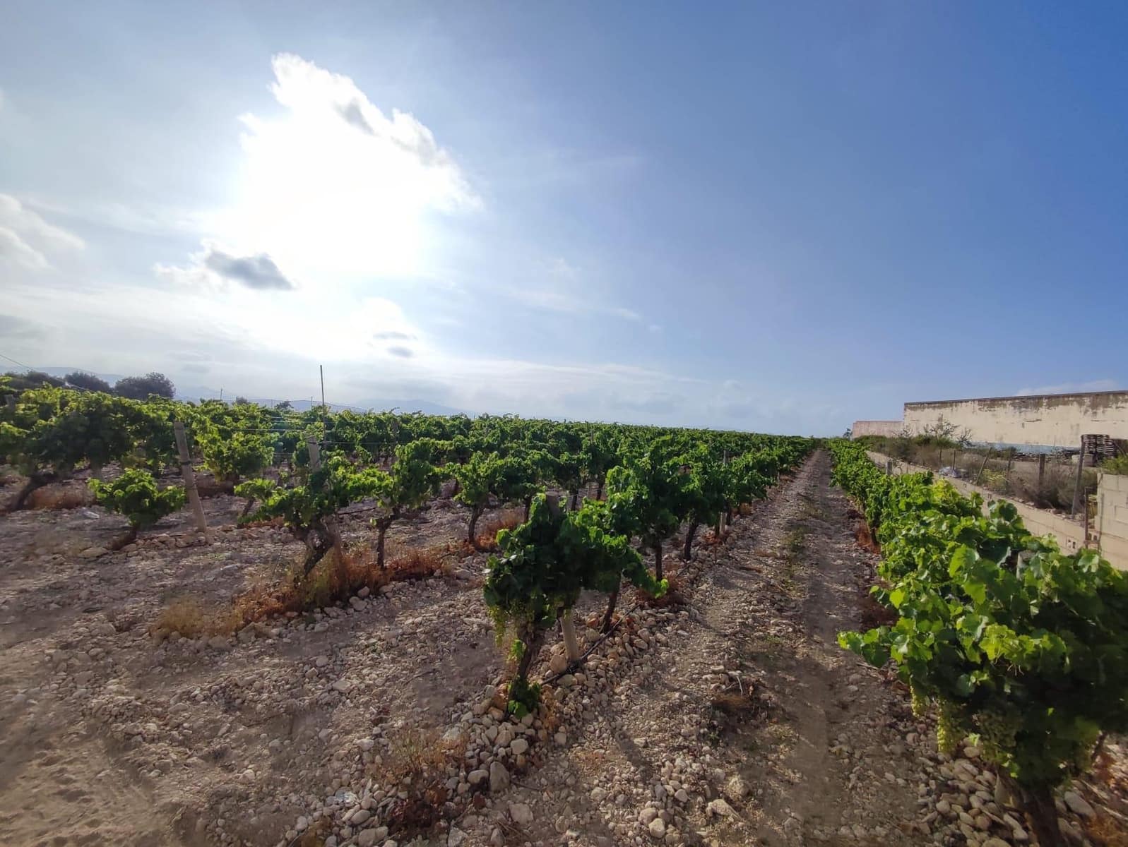 Building Plot for sale in Novelda - € 79,000 (Ref: 10060442)