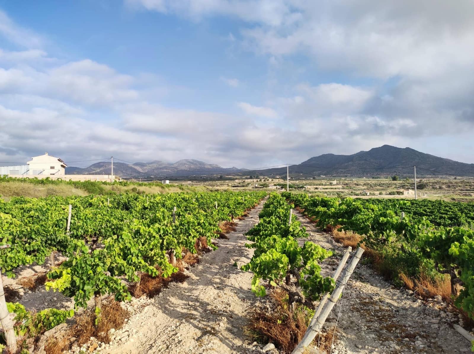 Building Plot for sale in Novelda - € 79,000 (Ref: 10060442)