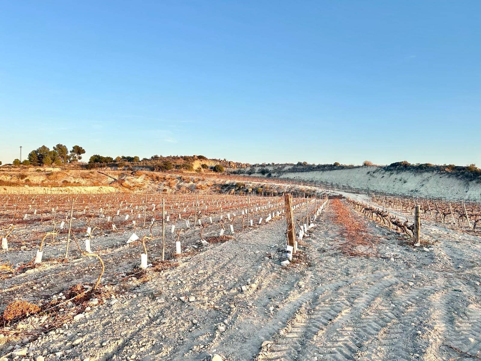 Building Plot for sale in Novelda - € 62,000 (Ref: 10060450)