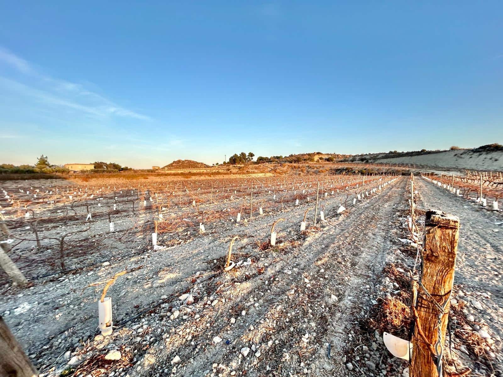 Building Plot for sale in Novelda - € 62,000 (Ref: 10060450)