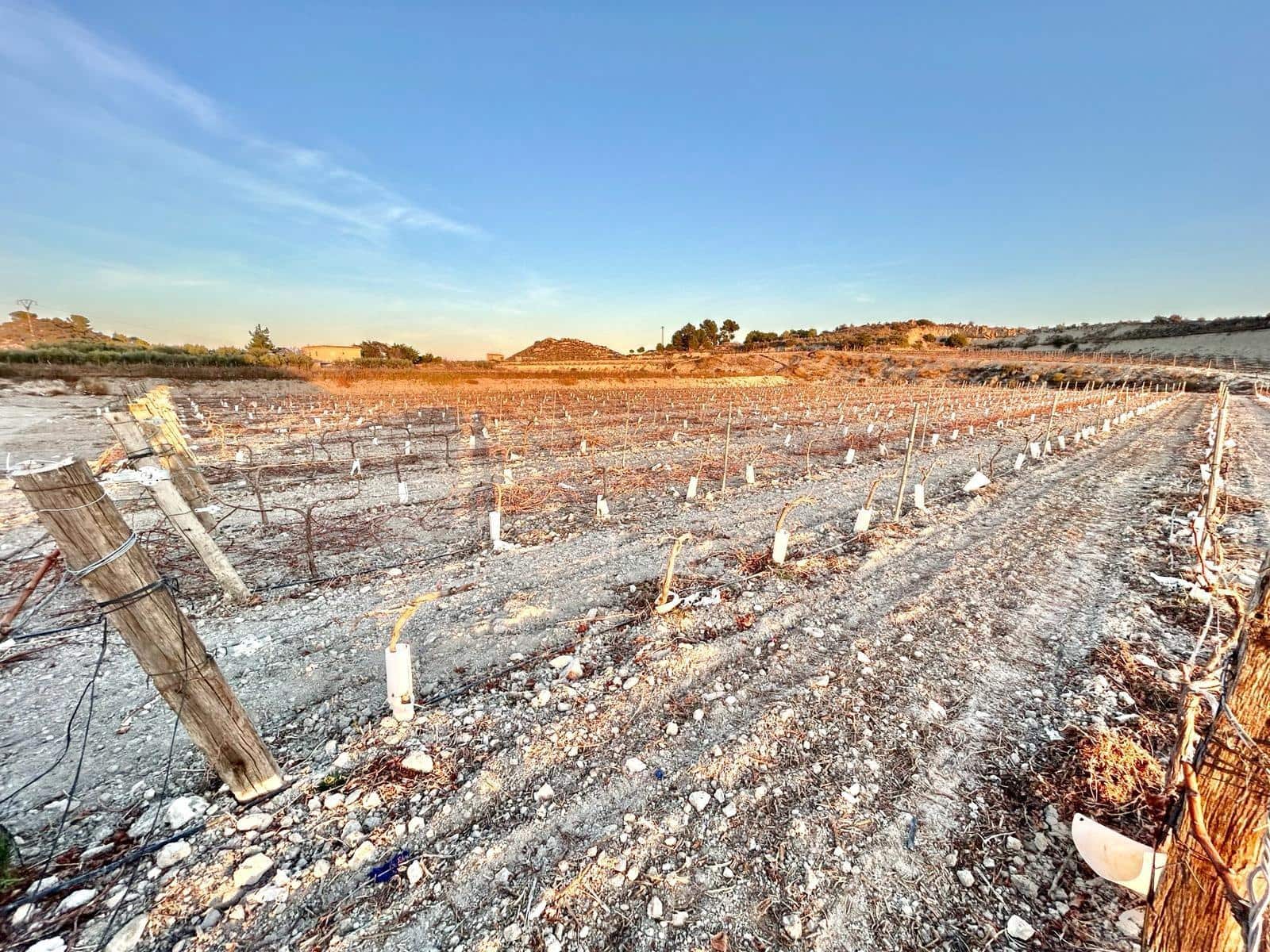 Building Plot for sale in Novelda - € 62,000 (Ref: 10060450)