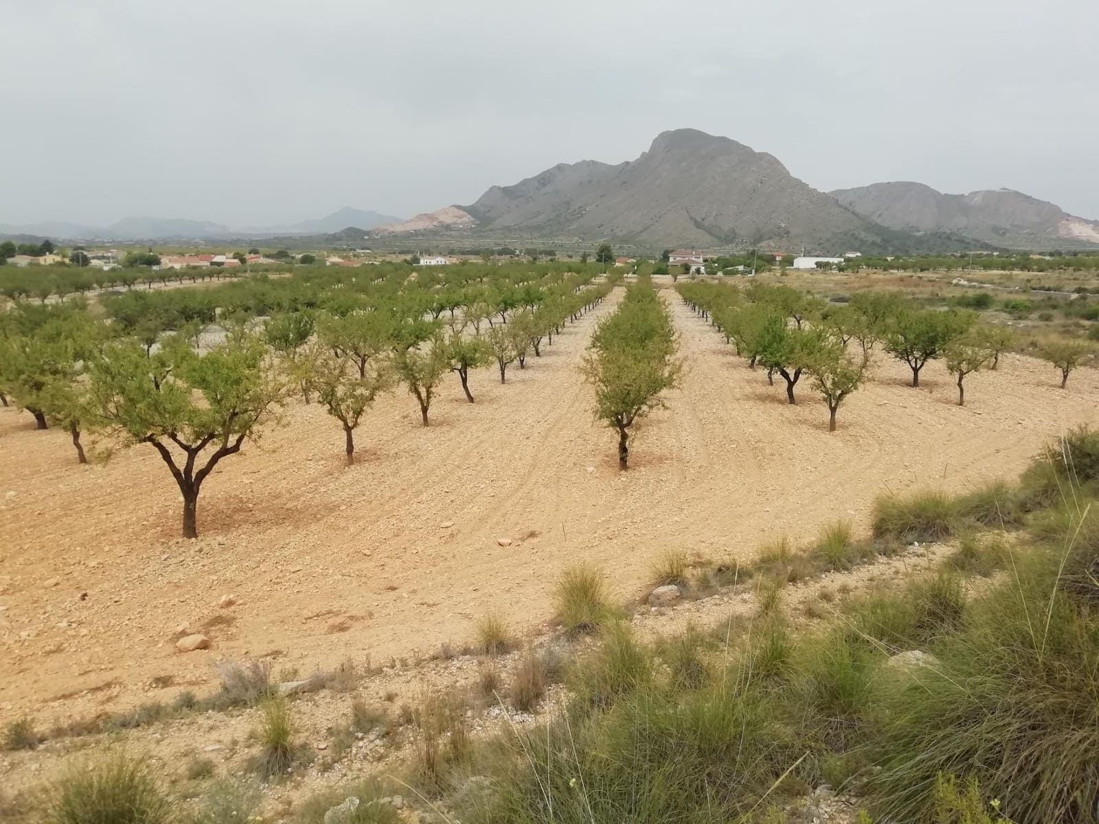 Solar/Parcela en Orihuela en venta - 50.000 € (Ref: 10060452)