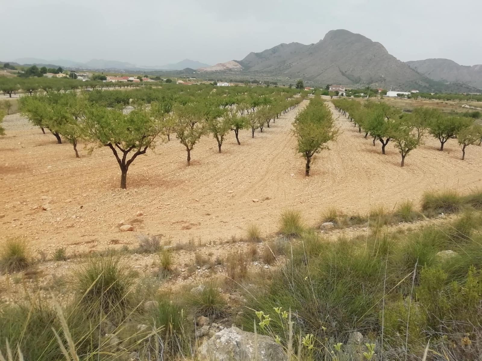 Solar/Parcela en Orihuela en venta - 50.000 € (Ref: 10060452)