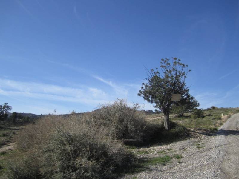 Building Plot for sale in Novelda - € 75,000 (Ref: 10060460)