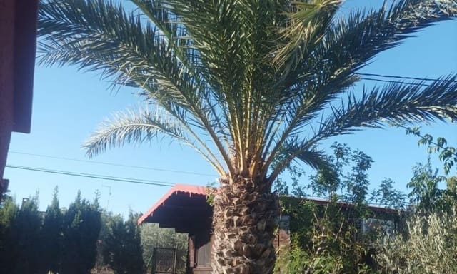 4 soverom Finca/Herregård til salgs i Carrús Oest - El Toscar, Elche / Elx med svømmebasseng - € 320 000 (Ref: 8860383)