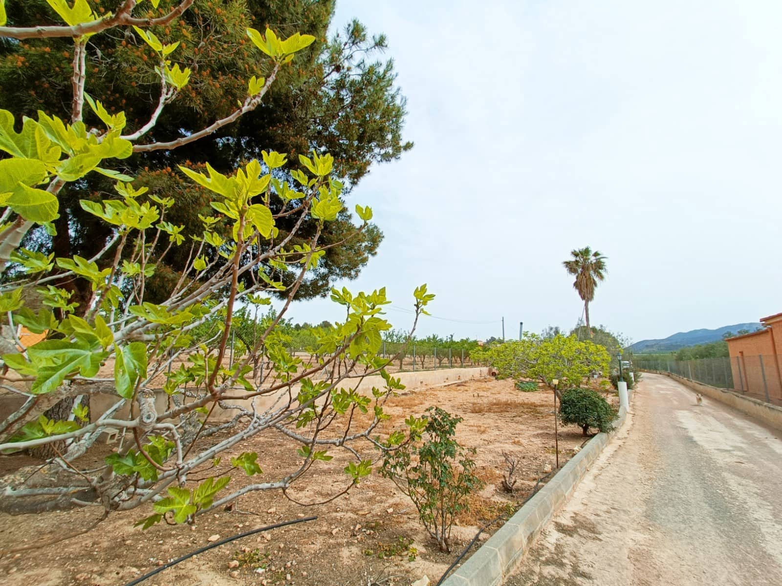 4 soveværelse Finca/Landehus til salg i Hondon de los Frailes - € 180.000 (Ref: 9266459)