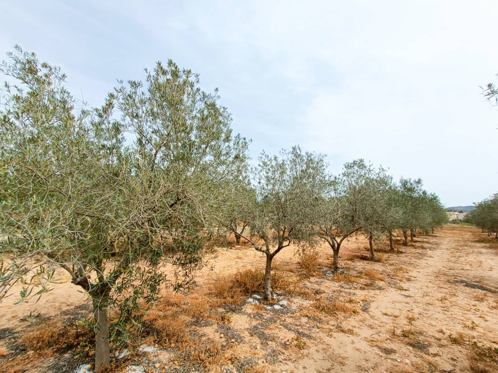 4 soveværelse Finca/Landehus til salg i Hondon de los Frailes - € 180.000 (Ref: 9266459)