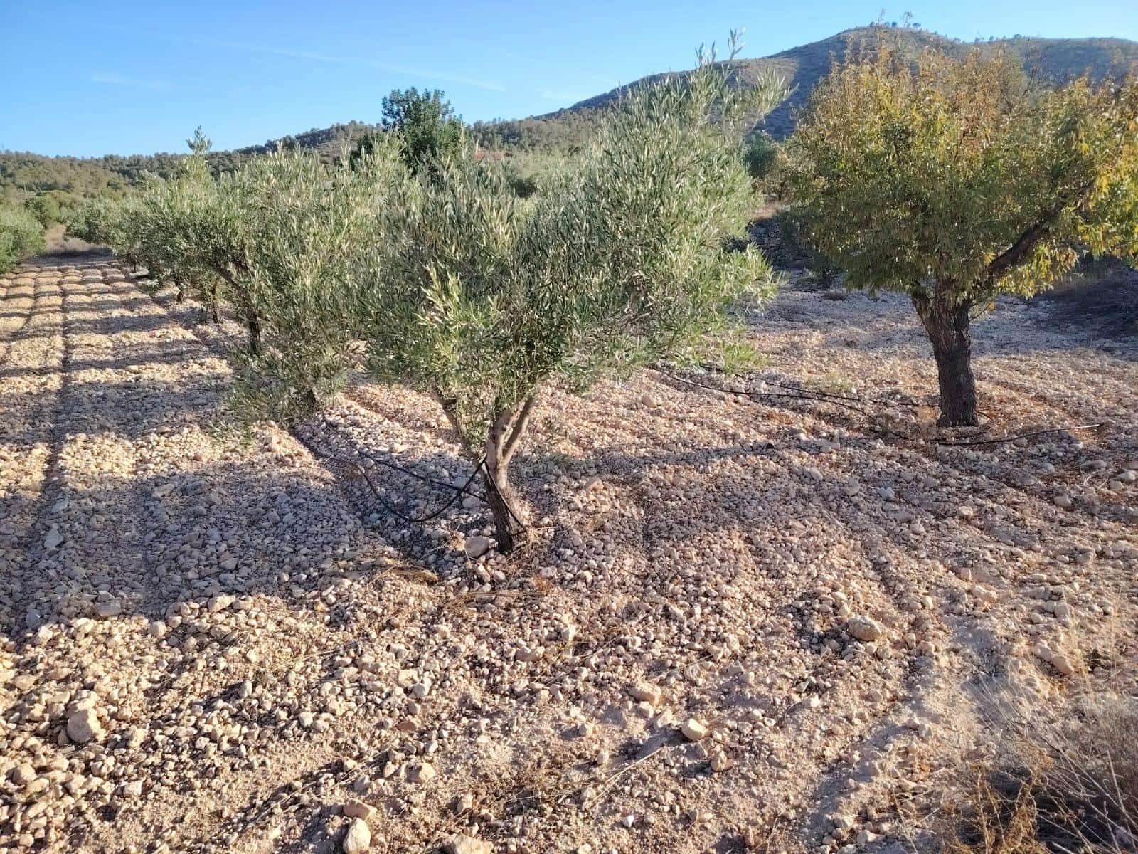 Byggegrund til salg i La Romana - € 35.000 (Ref: 9377915)