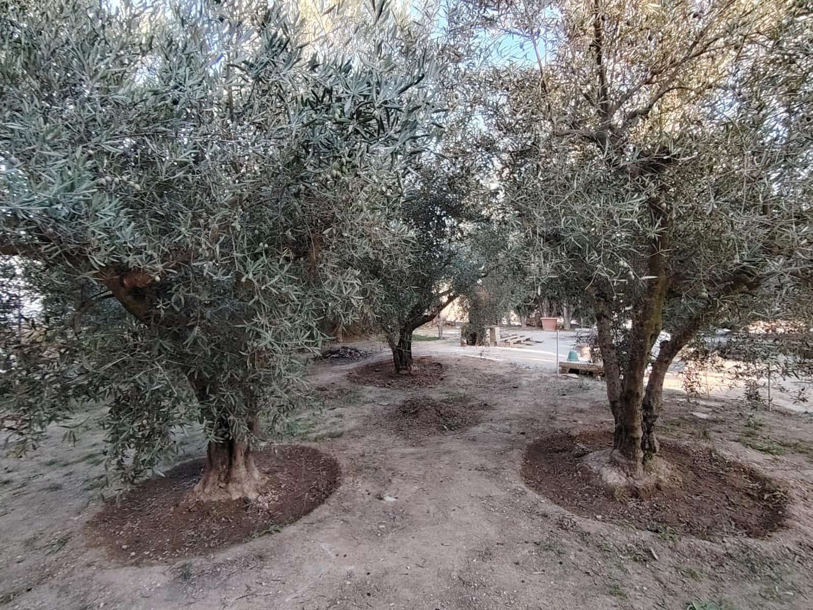 3 bedroom Finca/Country House for sale in Pinoso - € 79,260 (Ref: 9393973)